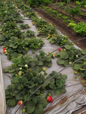 אוריגני - חווה אורגנית